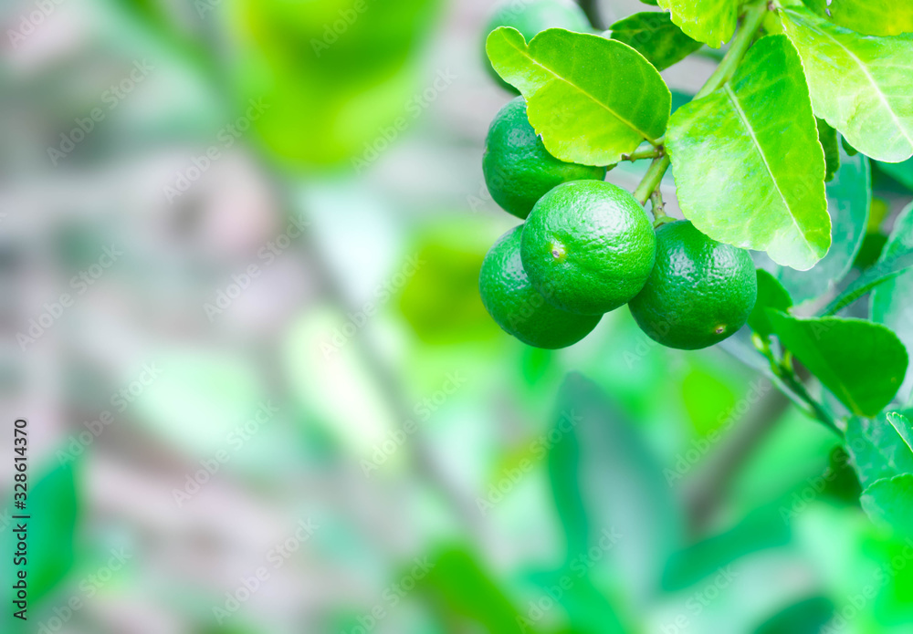 Lime green with blur image of lime leaves. food thai concept. Lime green with blur image of lime leaves. food thai concept.