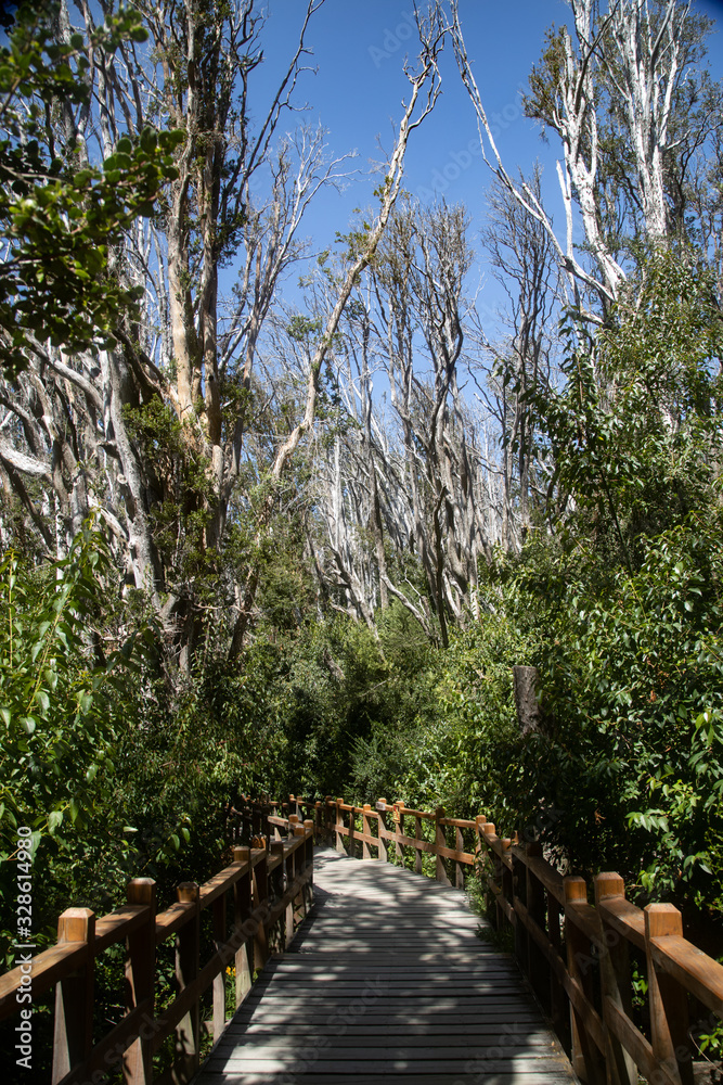 Luma apiculata or Arrayan red in the Arrayanes Forest National Park ...