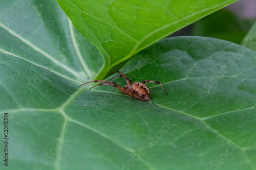 High angle close up shot of a weaver brown spider in hunt mode under a green leaf.