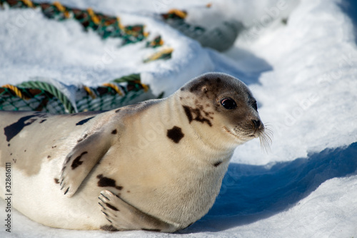 An adult harp seal stretched out on white snow with a crab pot in the background. The animal is large with a round belly, grey fur, dark spots sharp claws, dark eyes, long whiskers and two flippers. 