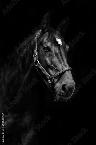 portrait of a horse © diana