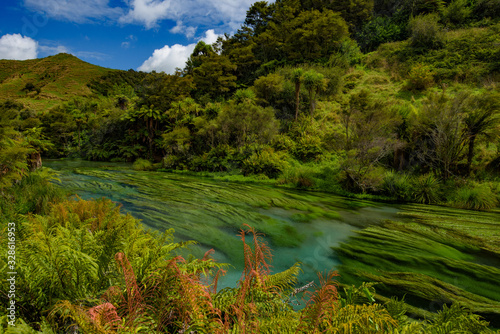 Blue Spring, the river with the purest water in New Zealand, Te Waihou Walkway, Hamilton, Waikato