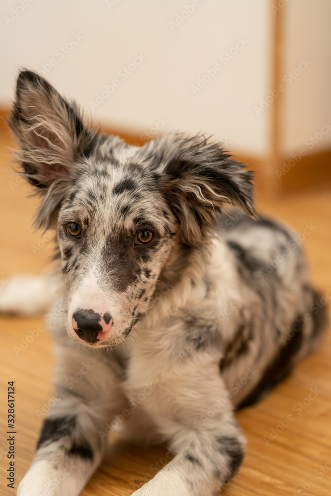 Fototapeta premium Dog Puppy Border Collie Merle