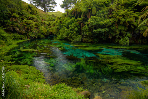 Blue Spring, the river with the purest water in New Zealand, Te Waihou Walkway, Hamilton, Waikato