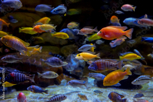 Colorful marine life in large aquarium © SNEHIT PHOTO
