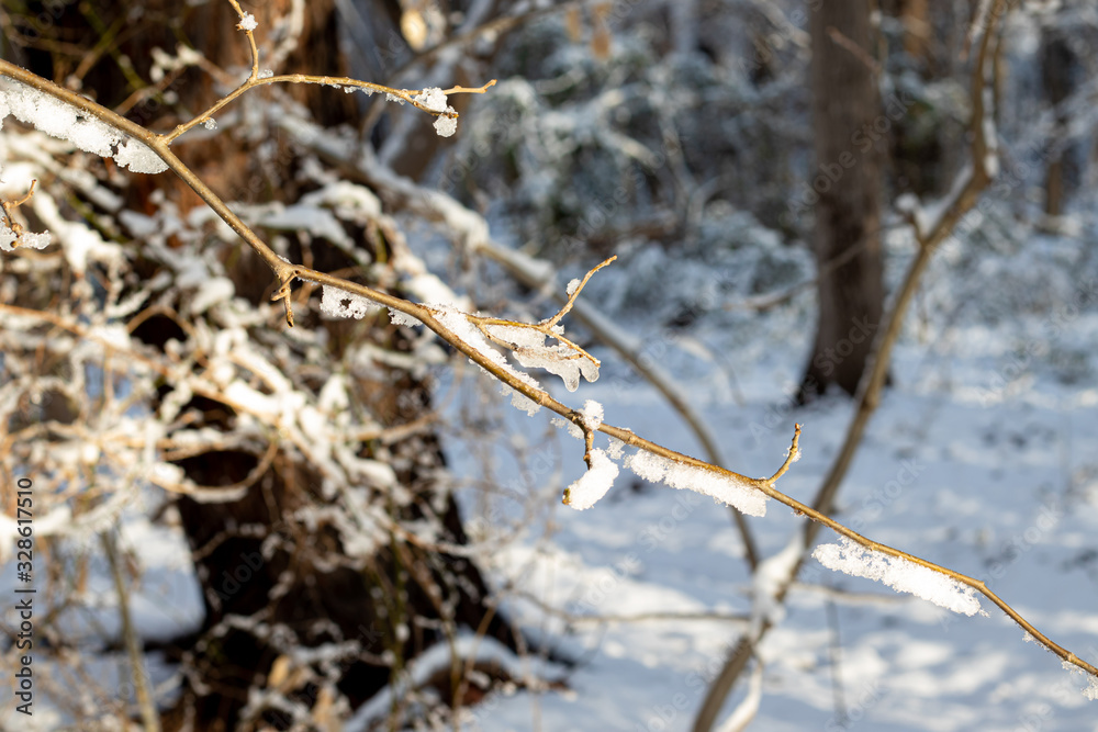 Icy trees with golden leaves after a snow storm. Icy trees with golden leaves after a snow storm.