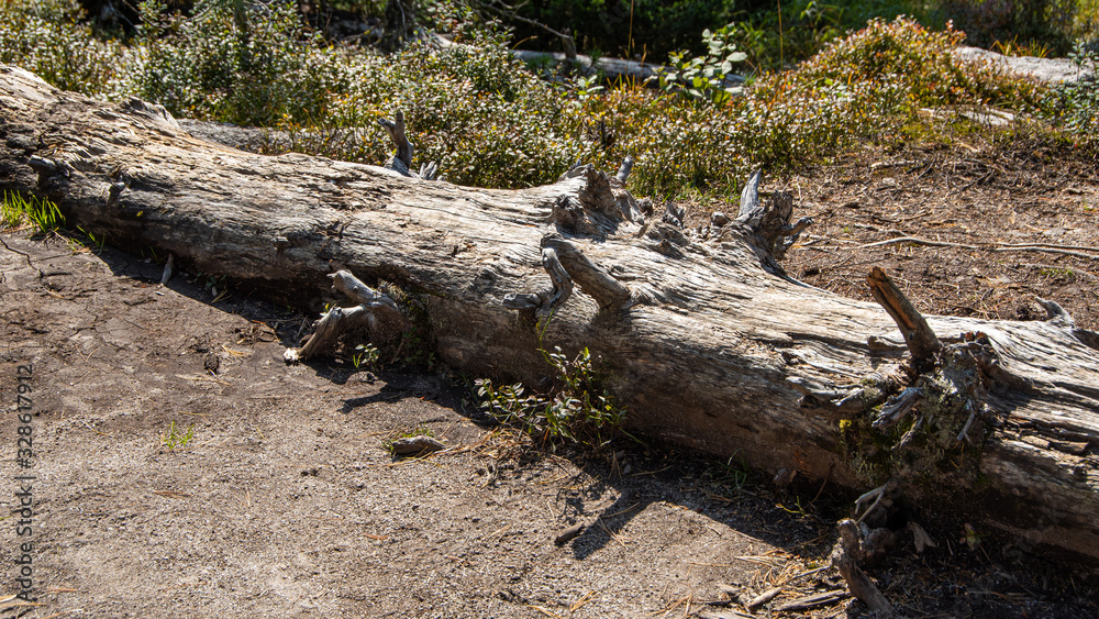 old tree trunk in forest, felled after the hurricane old tree trunk in forest, felled after the hurricane