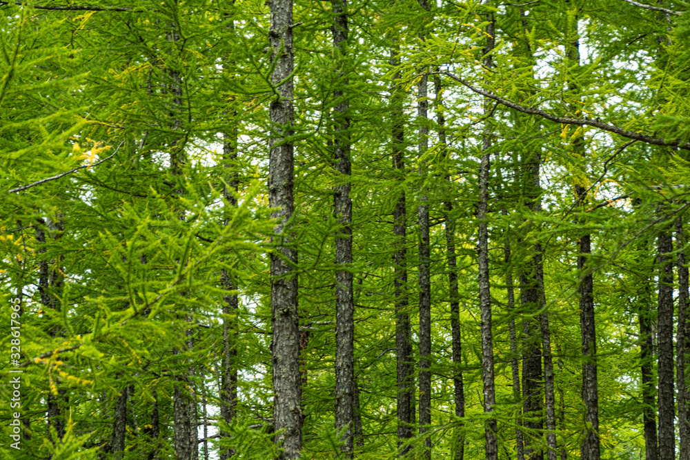 grove of conifers on hillside, hiking in forest of larch, tourist trip to nature grove of conifers on hillside, hiking in forest of larch, tourist trip to nature