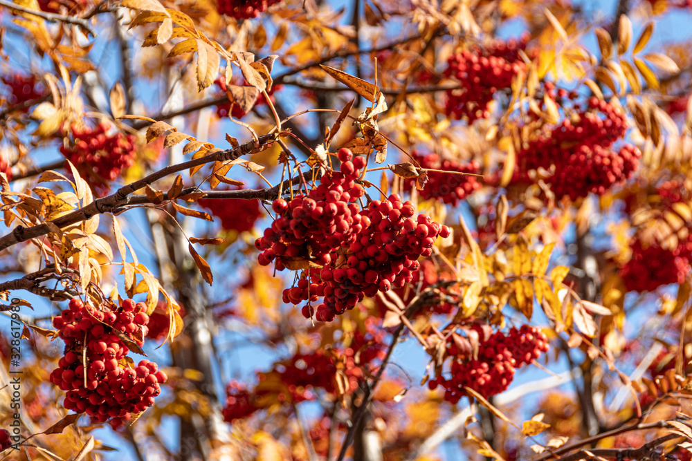 branch tree with yellow leaves with red berries of mountain ash, autumn atmosphere of forest branch tree with yellow leaves with red berries of mountain ash, autumn atmosphere of forest