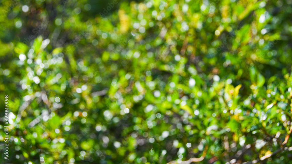 dense thickets of bushes, green leaves of plants and grass as background bokeh dense thickets of bushes, green leaves of plants and grass as background bokeh