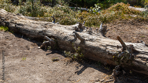 old tree trunk in forest, felled after the hurricane
