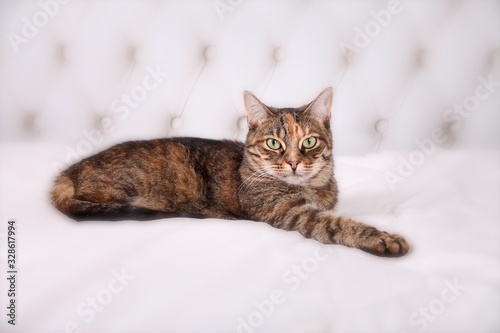 Tabby cat laying on a white bed with a white tufted headboard.