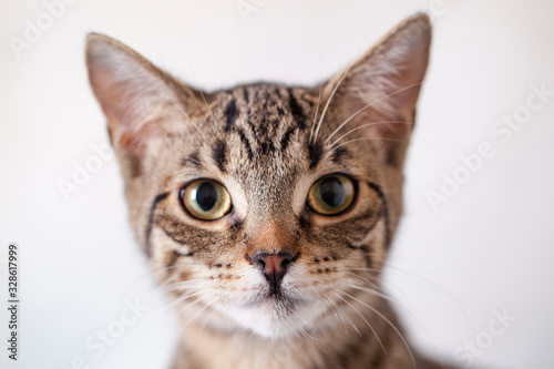 Up close headshot portrait of a tabby cat with green eyes. © Spring