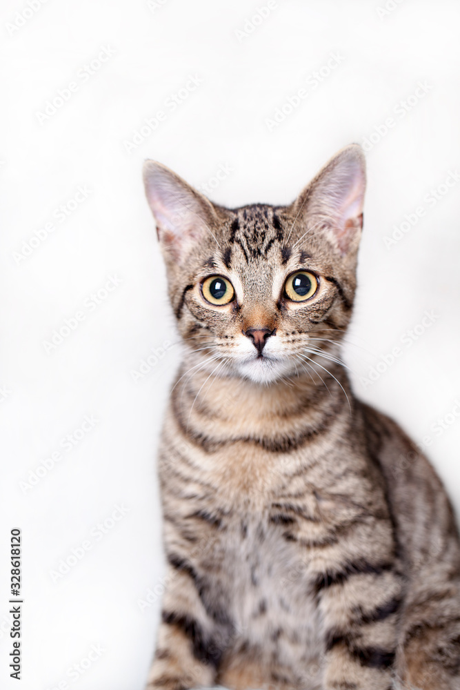 Yellow eyed tabby cat posing for a portrait with a white background.