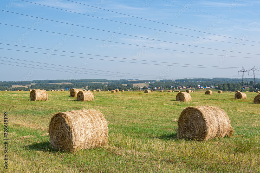 hay rolls in field after harvesting. Agricultural pasture on summer day. Preparation of feed for cattle hay rolls in field after harvesting. Agricultural pasture on summer day. Preparation of feed for cattle