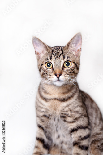 Yellow eyed tabby cat posing for a portrait with a white background. © Spring