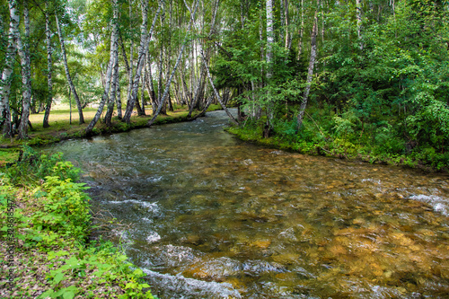 river in birch grove  fresh stream in green summer forest  trip to nature