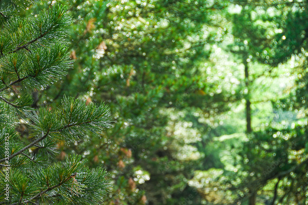 dense thickets of bushes, green leaves of plants and grass as background dense thickets of bushes, green leaves of plants and grass as background