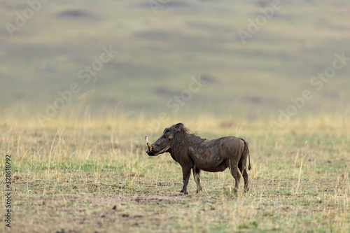 Alert Warthog in dry grassland at Masai Mara, Kenya, Africa