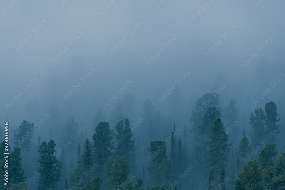 fog over coniferous forest, silhouettes of trees on hillside, mystical haze