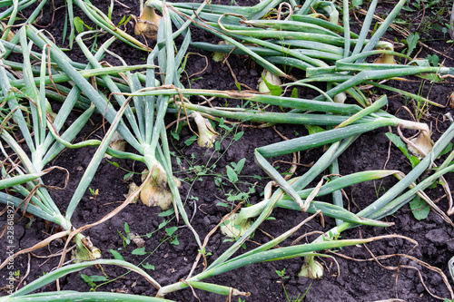 bulbs and green stems grow in garden, growing onions on farm