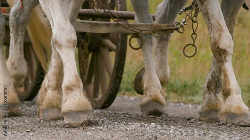 Oxen hooves kick up dust and pebbles on a dirt road while pulling an old wagon photo
