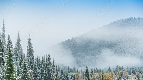 winter coniferous forest in frosty haze  fog over snowy peaks of pines