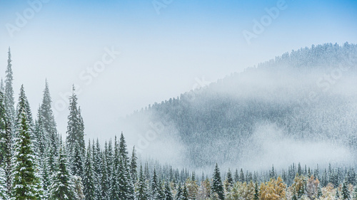 winter coniferous forest in frosty haze, fog over snowy peaks of pines