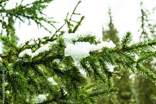 snow melts on tree branches on spring day in coniferous forest