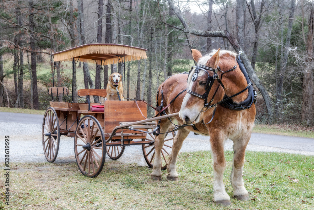 Beautiful Belgian Carriage Horse Beautiful Belgian Carriage Horse