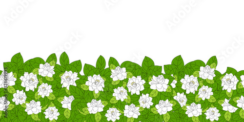 Summer flowering shrub in full bloom of Gardenia jasminoides or Cape jasmine flower seamless background and borders. tropical Gardenia bush frame border seamless pattern. Great for wallpaper, card.  