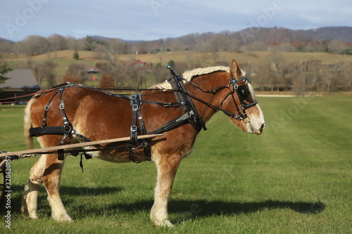 Belgian Carriage Horse