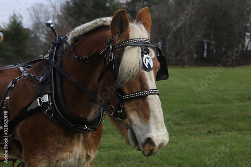 Belgian Carriage Horse © diana
