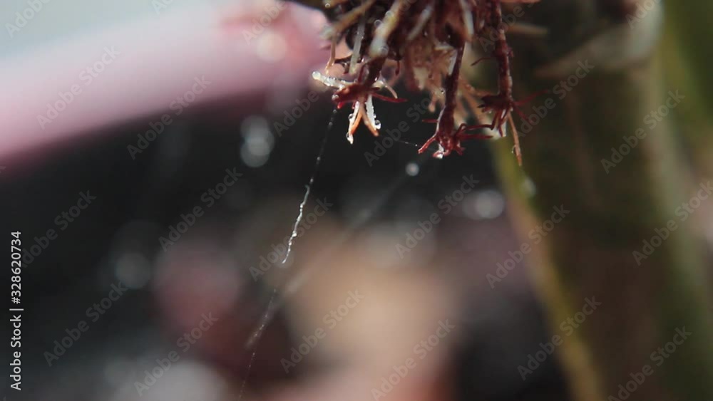 Teia de aranha, detalhe com gotas de orvalho e haste de planta video com desfoque