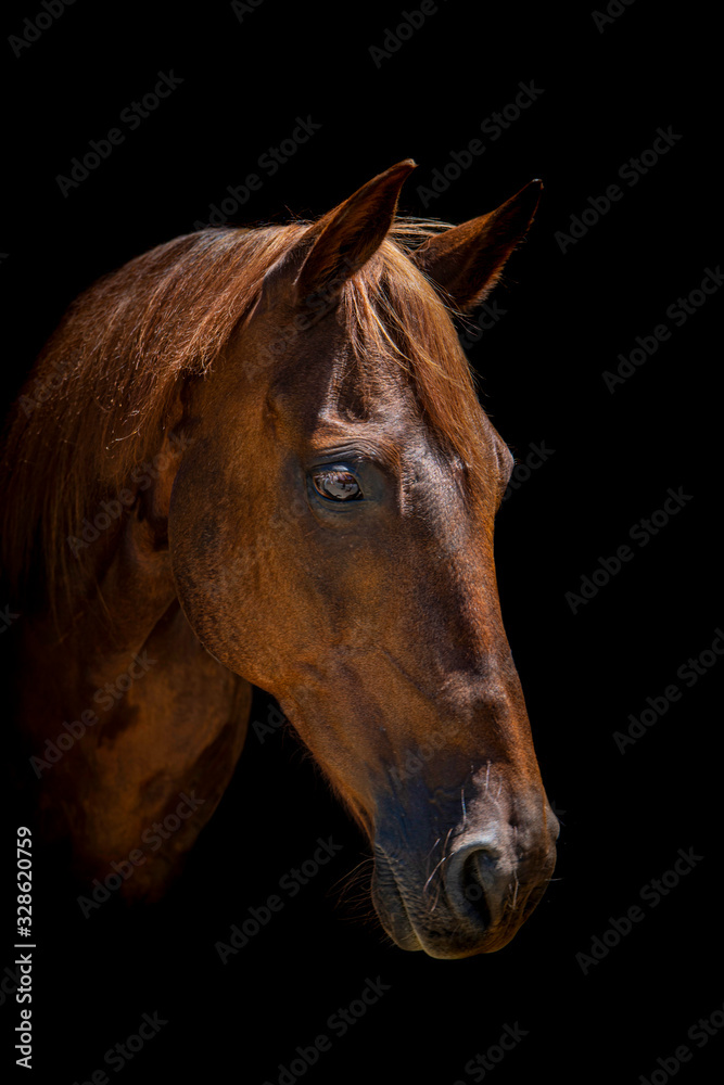 Fototapeta premium Beautiful chestnut horse head with black background
