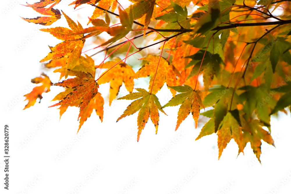 Close up shot of colorful Japanese maple leaves Close up shot of colorful Japanese maple leaves
