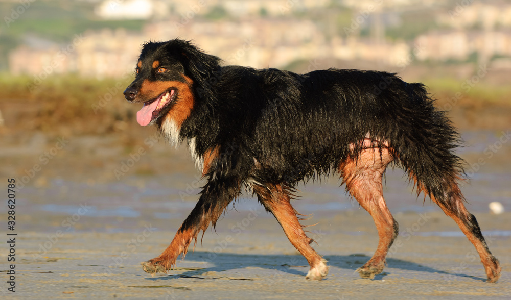 Wet Australian Shepherd dog walking on the beach