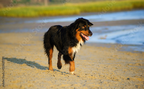 Tri color Australian Shepherd dog walking on sandy beach