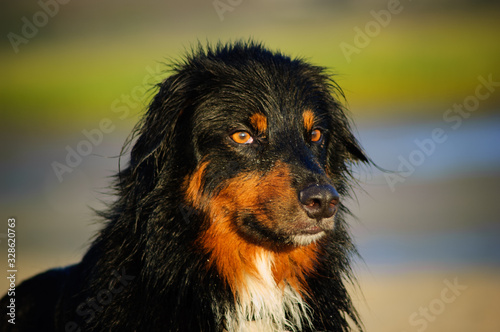 Wet Australian Shepherd dog outdoor portrait 