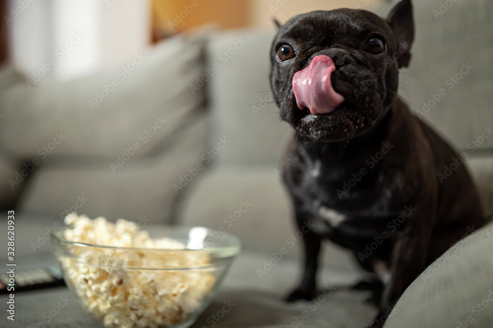 funny French bulldog, eating popcorn, on the couch, sticking out his