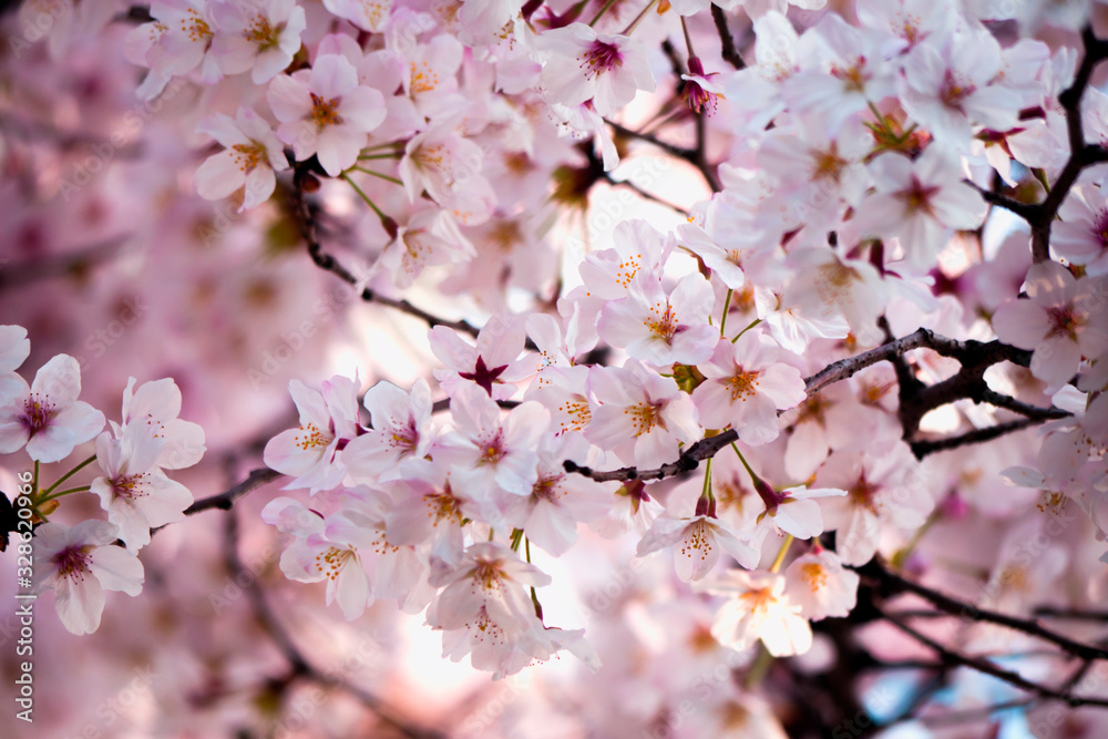 When spring comes, cherry blossoms are blooming