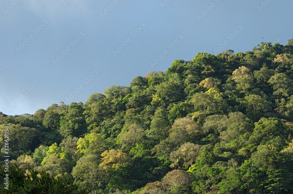 Thick tropical forest on a hill in the Chiriqui province of Panama. Image taken during the dry season.