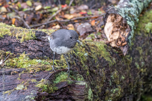 New Zeland Robin (Petroica longipes) on log at Sylvan Lake Walk photo