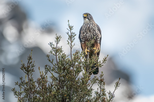 New Zealand Falcon (Falco novaeseelandiae) calling at Mount Cook, New Zealand