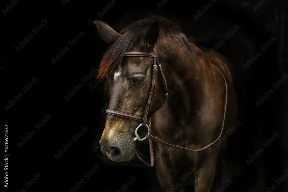 Fototapeta premium Beautiful horse portrait with black background