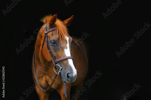 Canvas Print Beautiful horse portrait with black background
