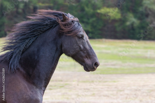 Beautiful Black Horse with Gorgeous Mane
