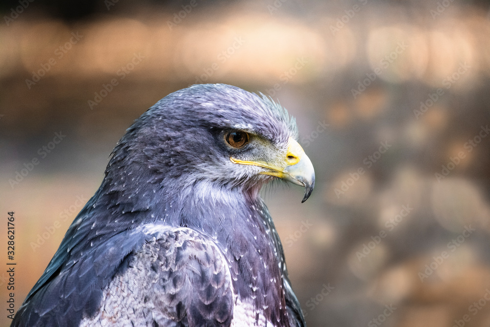 Fototapeta premium Beautiful falcon eagle hawk portrait