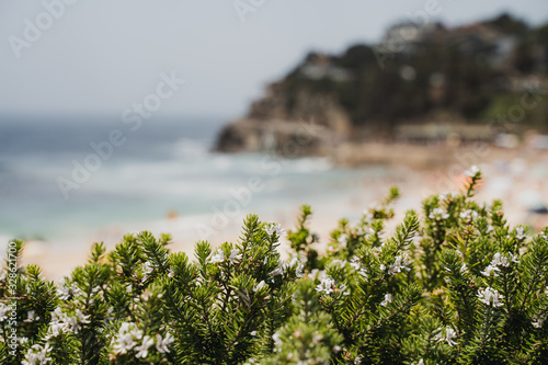Photography Close up detail shot of the coastal flora at Bronte Beach, New South Wales