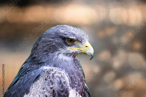 Beautiful falcon eagle hawk portrait